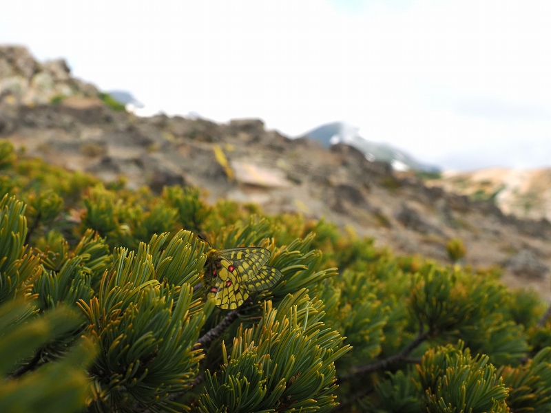 北海道 ウスバキチョウ1